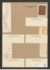 Diatomeae indet. Zeichnungen Sammlung Grunow Nr. 3804 (NHMW-BOT-W0371482)